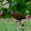 Gray Necked Wood Rail