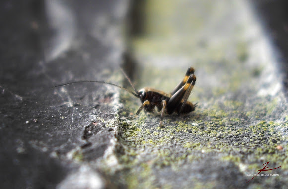 Spotting Image 1