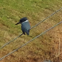 Belted Kingfisher