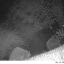 Raccoons