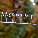 Green Lacewing Eggs