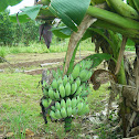 Bananas