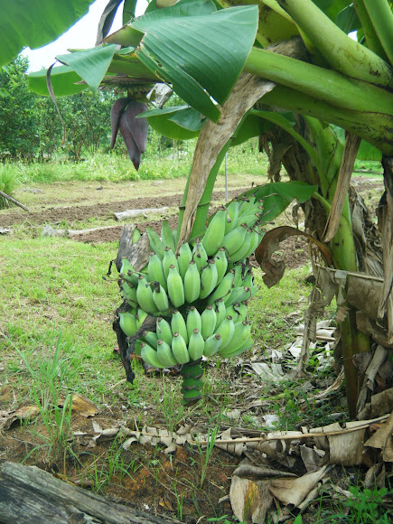 Spotting Image 1
