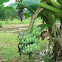 Bananas