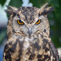 Eurasian Eagle Owl