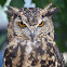 Eurasian Eagle Owl