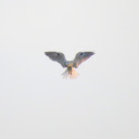 White-tailed Kite