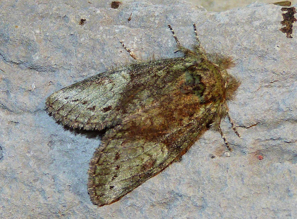 Spotting Image 1