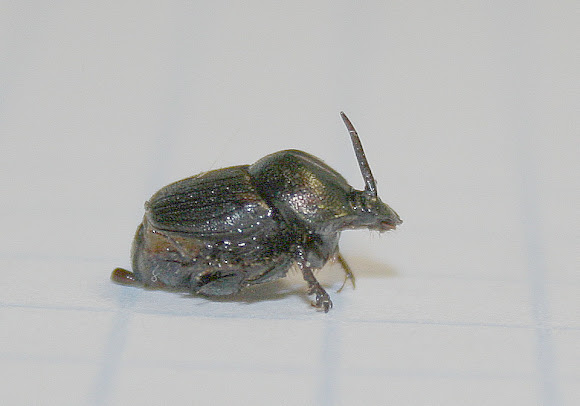 Spotting Image 1