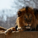 Lion - Male