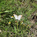 White Peacock