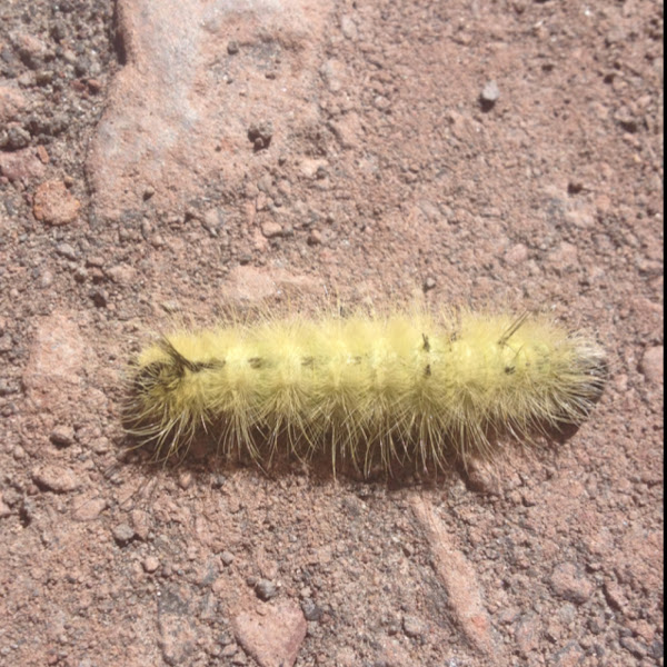 American Dagger Moth, caterpillar Project Noah
