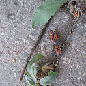 Firebug