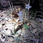 slender woodland star