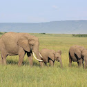 African elephant