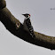 Hairy Woodpecker