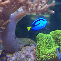 Blue Tang