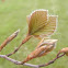 American beech