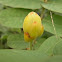 Candlestick Cassia