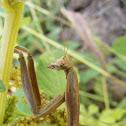 Chinese Mantid