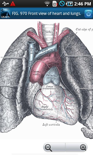 免費下載醫療APP|Gray's Anatomy 2011 app開箱文|APP開箱王