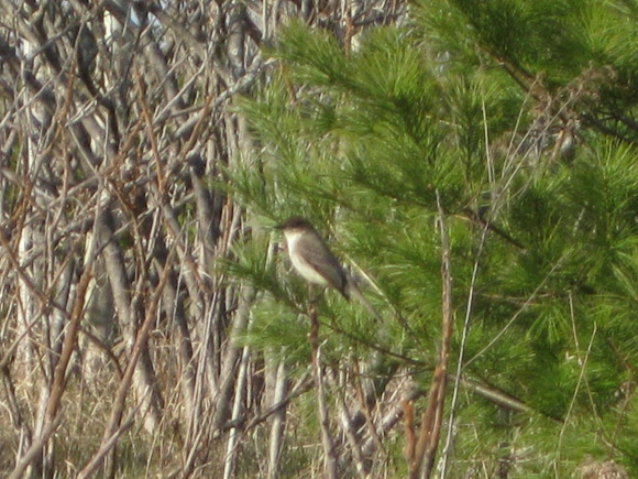 Spotting Image 1