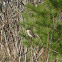Eastern Phoebe