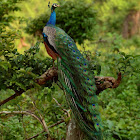 Peacock