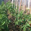 Tomato,Cucumber,and Bell Pepper