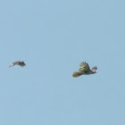 Red-tailed Hawk