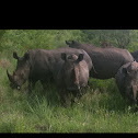 Rhino