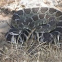 Western Rattlesnake
