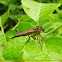 Robber fly