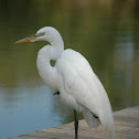 Great Egret