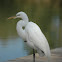 Great Egret