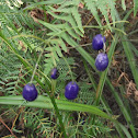 Dianella
