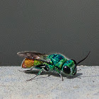 Jewel Wasp