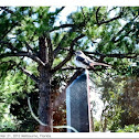 Northern Mockingbird