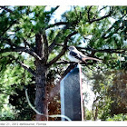 Northern Mockingbird