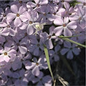 Phlox
