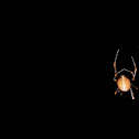 spider