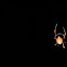 spider