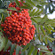 European Rowan