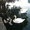 Mute Swan