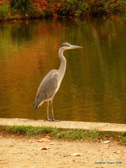 Spotting Image 1
