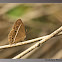 common bush brown
