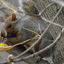 Eastern Gray Squirrel