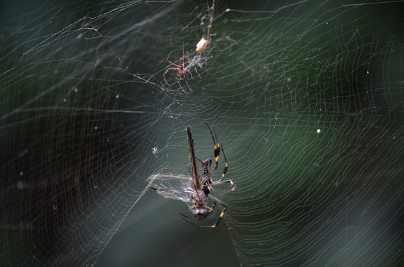 Spotting Image 1