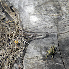 Grasshopper