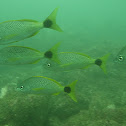 Spottail grunt